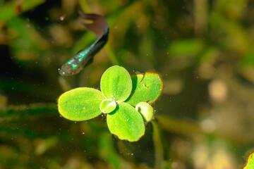 .Lemna minor is also known as duckweed. Lemna minor is a small aquatic plant that floats on the...