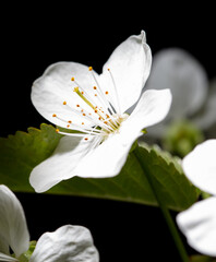 Fototapeta na wymiar White cherry flowers isolated on black background. Close-up