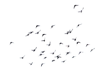 Pigeons in flight isolated on a white background