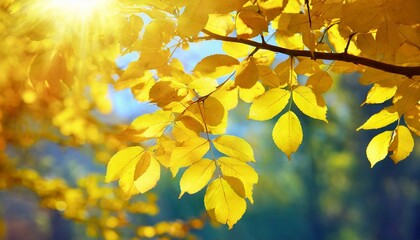 autumn leaves in the sun
