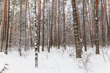 Pine trees in the forest in the snow in winter