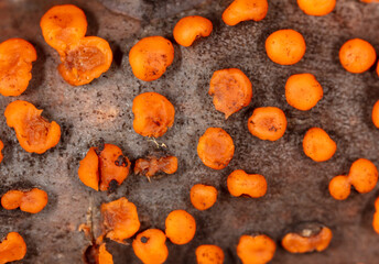 Disease on a tree branch. Orange mold