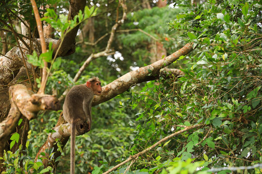 Forest monkey sitting on a branch of tree, Nelliyampathi