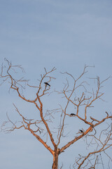 Obraz premium Crows resting on a leafless tree during a hot summer day