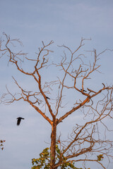 Crows resting on a leafless tree during a hot summer day