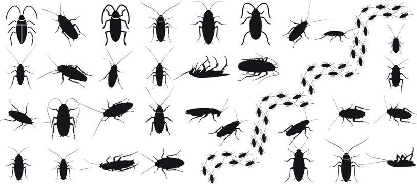 Cockroach silhouettes, detailed Cockroach vector illustrations, various poses of Cockroaches isolated on white background. Perfect for entomology, pest control content, educational purposes