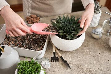 Woman adding soil to pot with Aloe Aristata house plant planted