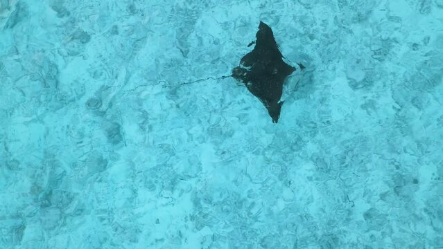 Stingray fish or Manta ray swims in transparent blue ocean in tropics. Aerial view