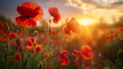 nature background with red poppy flower poppy in the sunset in the field - obrazy, fototapety, plakaty