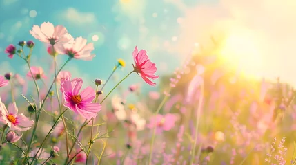 Tuinposter Vintage landscape nature background of beautiful cosmos flower field on sky with sunlight in spring © James