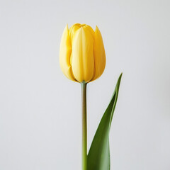 Close up of a yellow tulip isolated on a white background