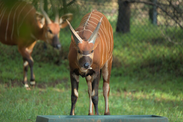 The bongo (Tragelaphus eurycerus), native to sub-Saharan Africa antelope