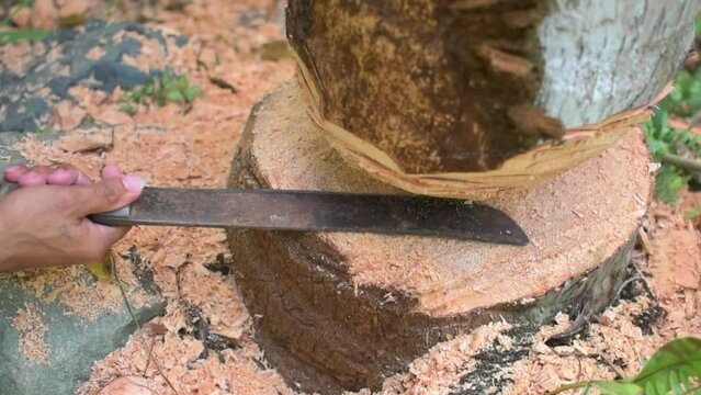 A man uses a bolo to chop the trunk of a coconut tree inside a property. Tree cutting with permit.