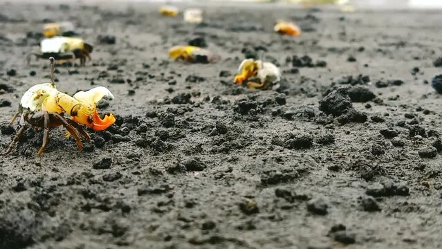 small fiddler crabs on black sand beach