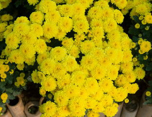 Bright yellow flowers in a beautiful garden