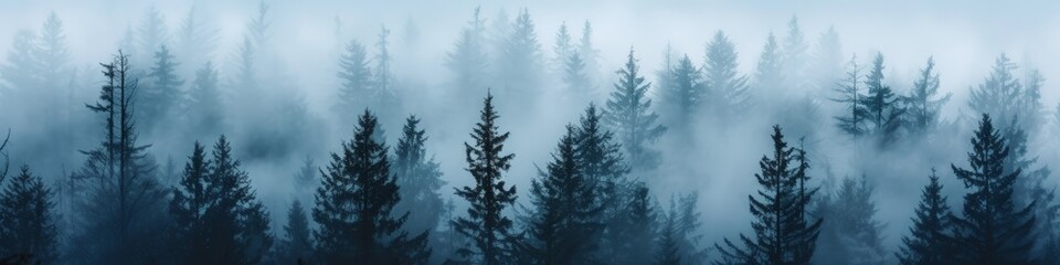 A mysterious forest of fir trees in the fog