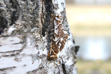 Couple of Kentish glory (Endromis versicolora) mating on a birch tree trunk in springtime
