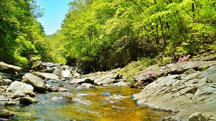 Wonderful spring scenery of Jiri Mountain in Korea