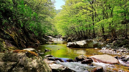 Obraz premium Wonderful spring scenery of Jiri Mountain in Korea