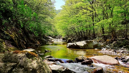Gordijnen Bos rivier Wonderful spring scenery of Jiri Mountain in Korea  © Shin sangwoon