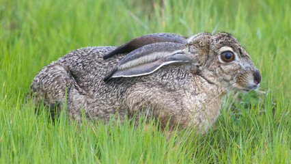 Black-tailed jackrabbit flattening ears and shrinking body in an attempt to hide. Shoreline Lake and Park, Santa Clara County, California.