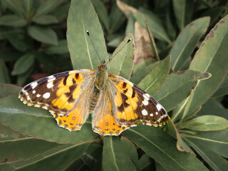 butterfly on leaf