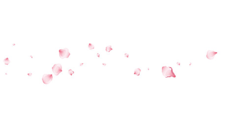 Flying pink petals transparent background. Beautiful floral overlay with lots of rose petals. - obrazy, fototapety, plakaty