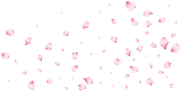 Flying pink petals transparent background. Beautiful floral overlay with lots of rose petals.