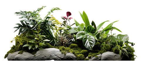 mound of moss with tall tropical foliage chic minimalistic floral foliage arrangement, including swiss cheese plants, monstera, large fern, banana leaves isolated on transparent background