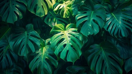 green neon, green Monstera deliciosa leaves growing in tropical forest for creative design elements...
