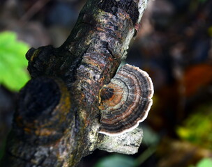 Mushroom in Autumn at the Stream Steihförthsbach in the Town Walsrode, Lower Saxony