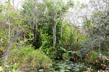 Swamp Landscape in Everglades National Park, Florida