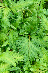 Fresh green leaf background in a tropical rainforest