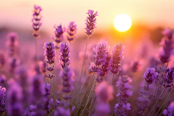 Fototapeten Close photo Beautiful lavender at sunset, Close up lavender flowers in beautiful field at sunset, AI generated © Tanu