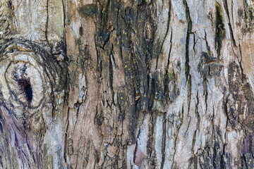 old wood texture