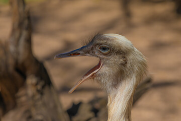 portrait close up of an  ostrich	
