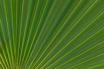 palm leaf texture close up