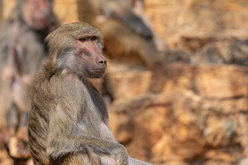 close up of a baboon