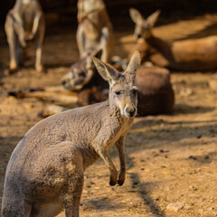 Naklejka na ściany i meble kangaroo in the wild close up