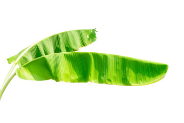 banana leaf isolated 