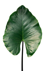 green leaf plant isolated 