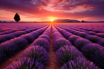 Fototapeten Beautiful lavender field at sunset, Beautiful lavender field at sunset, Ai generated © Tanu