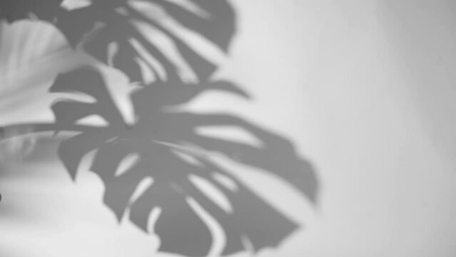 blur background shadows monstera leaf on concrete plants absorb toxins on white wall .