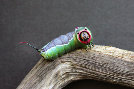 Large caterpillar of European puss moth (Cerura Vinula) or springtail close up in natural light