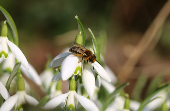 Gemeine Sandbiene, Yellow-Legged Mining-Bee