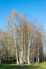 landscape with a birch grove on a spring morning, the first bright green