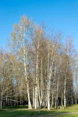 Foto op Plexiglas Berkenbos landscape with a birch grove on a spring morning, the first bright green