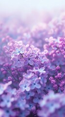 A breathtaking horizon filled with lilac blooms, their wavy forms stretching as far as the eye can see.