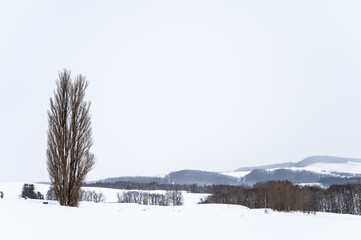 北海道美瑛の丘の雪景色