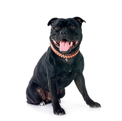 staffordshire bull terrier